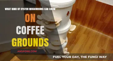 Growing Oyster Mushrooms on Coffee Grounds: Varieties and Tips