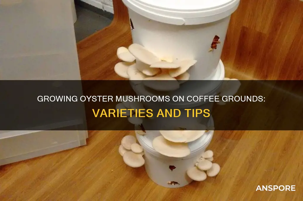 what kind of oyster mushrooms can grow on coffee grounds
