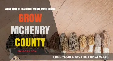 Where to Find Morel Mushrooms in McHenry County: Ideal Spots