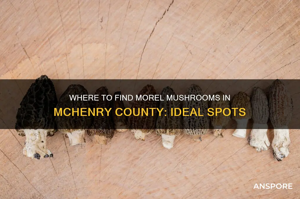 what kind of places do morel mushrooms grow mchenry county