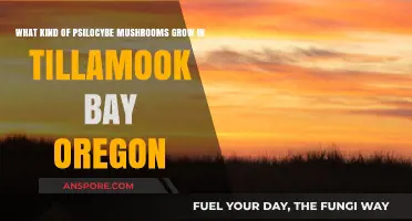 Exploring Psilocybe Mushrooms in Tillamook Bay, Oregon: Species and Habitat