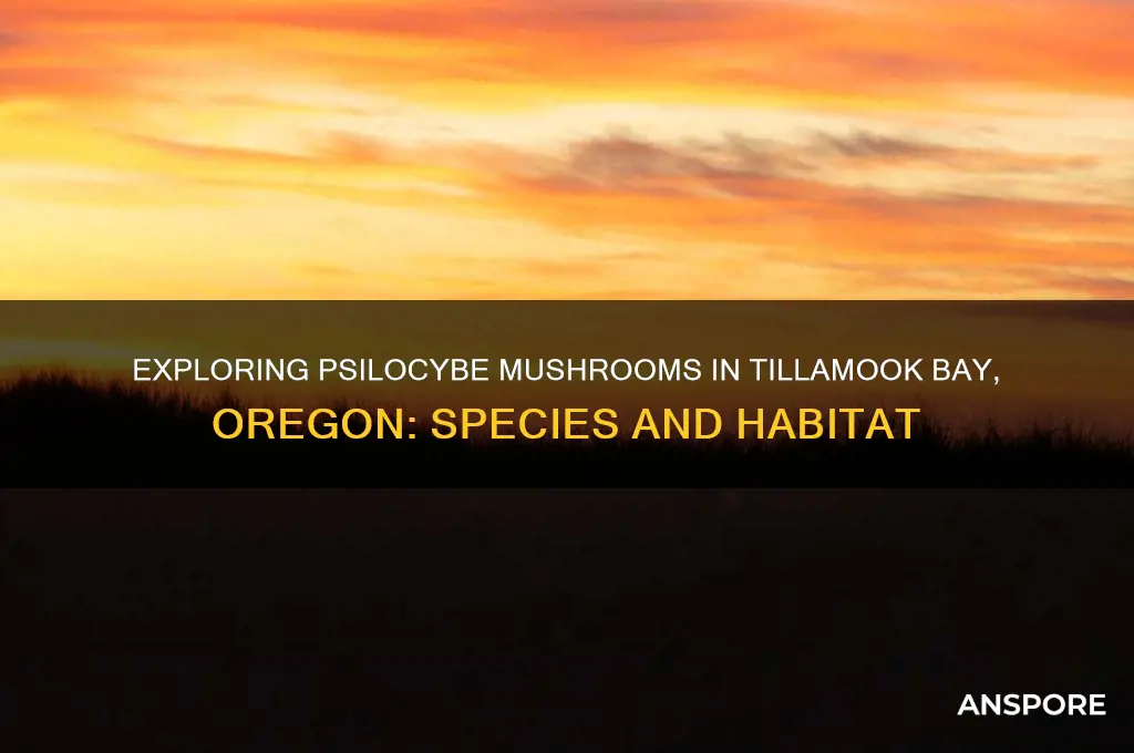 what kind of psilocybe mushrooms grow in tillamook bay oregon
