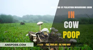 Cow Dung Psilocybin Mushrooms: Species, Growth, and Identification Guide