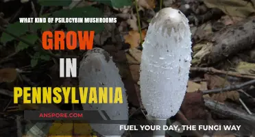 Exploring Pennsylvania's Psilocybin Mushrooms: Varieties and Natural Habitats