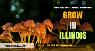 Psychedelic Mushrooms in Illinois: Varieties, Identification, and Legal Insights