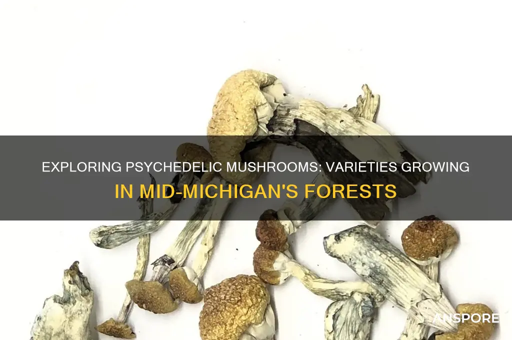 what kind of psychedelic mushrooms grow in mid michigan