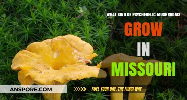 Exploring Missouri's Psychedelic Mushrooms: Species, Habitats, and Identification Guide