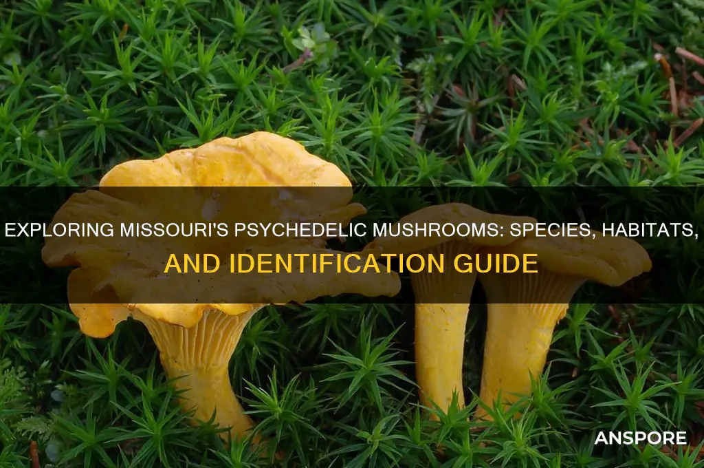 what kind of psychedelic mushrooms grow in missouri