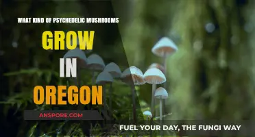 Oregon's Psychedelic Mushrooms: A Guide to Native Varieties and Their Effects