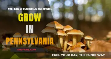 Exploring Pennsylvania's Psychedelic Mushrooms: Varieties and Where They Thrive