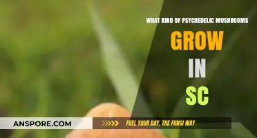 Psychedelic Mushrooms in South Carolina: Varieties and Natural Habitats