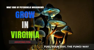 Exploring Virginia's Psychedelic Mushrooms: Species, Habitat, and Identification Guide