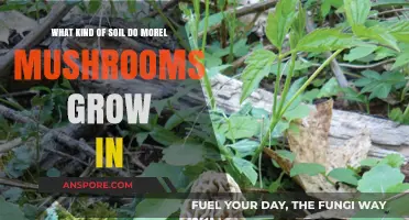 Where to Find Morel Mushrooms: Ideal Soil Types and Conditions