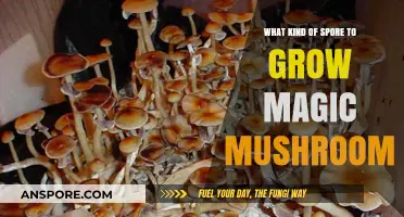 Choosing the Right Spore to Cultivate Magic Mushrooms Safely
