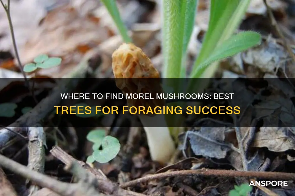 what kind of tree do morel mushrooms grow under