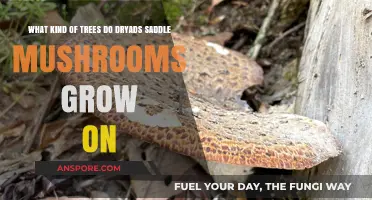 Dryad's Saddle Mushrooms: Preferred Tree Hosts and Habitat Insights