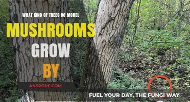 Discovering Morel Mushrooms: Preferred Tree Species for Optimal Growth