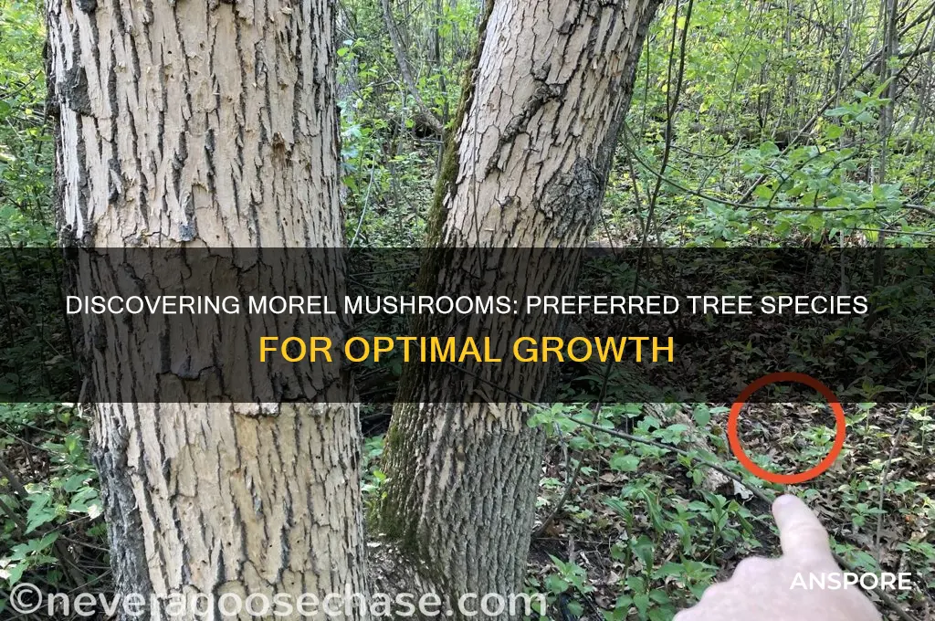 what kind of trees do morel mushrooms grow by