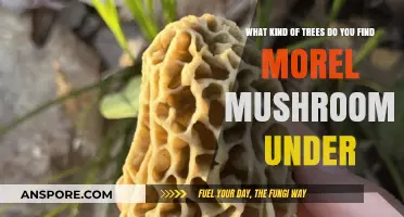 Where to Hunt Morel Mushrooms: Best Trees for Foraging Success