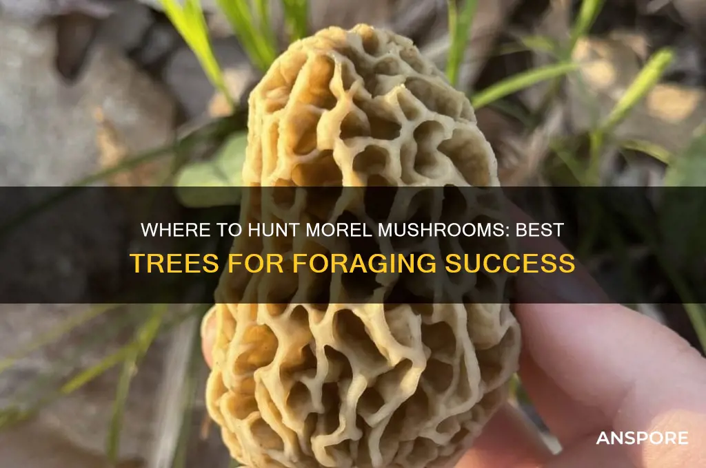 what kind of trees do you find morel mushrooms under