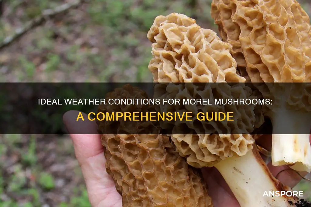 what kind of weather do morel mushrooms like