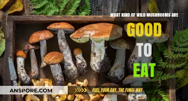 Delicious and Safe: A Guide to Edible Wild Mushrooms