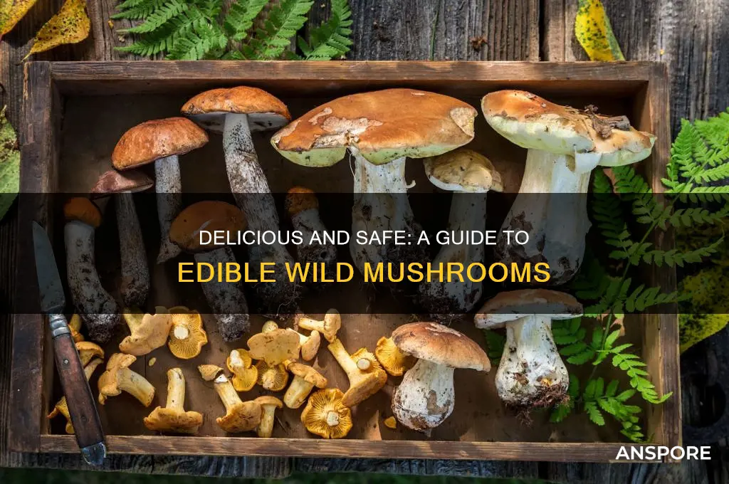 what kind of wild mushrooms are good to eat