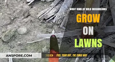 Identifying Common Wild Mushrooms That Thrive on Residential Lawns