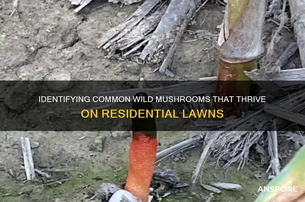 what kind of wild mushrooms grow on lawns