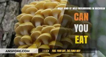 Michigan's Edible Wild Mushrooms: A Guide to Safe Foraging