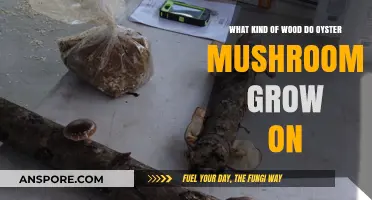 Best Wood Types for Growing Oyster Mushrooms: A Comprehensive Guide
