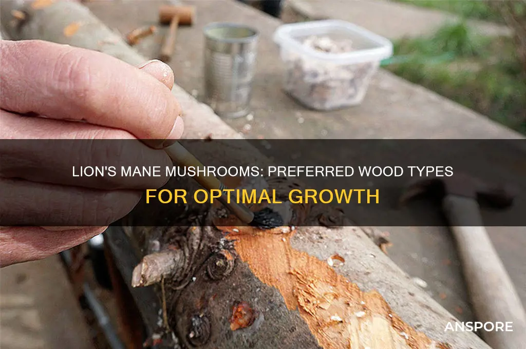 what kind of wood does lions mane mushrooms grow