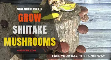Best Wood Types for Growing Shiitake Mushrooms at Home