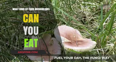 Edible Yard Mushrooms: Safely Identifying and Enjoying Wild Fungi