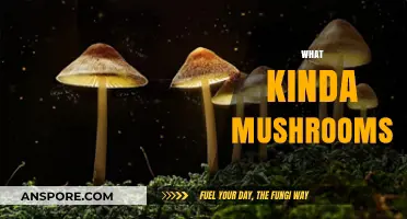 Mushroom Varieties: A Guide to the Different Kinds
