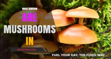 Mushrooms: The Kingdom's Unique, Complex Fungi