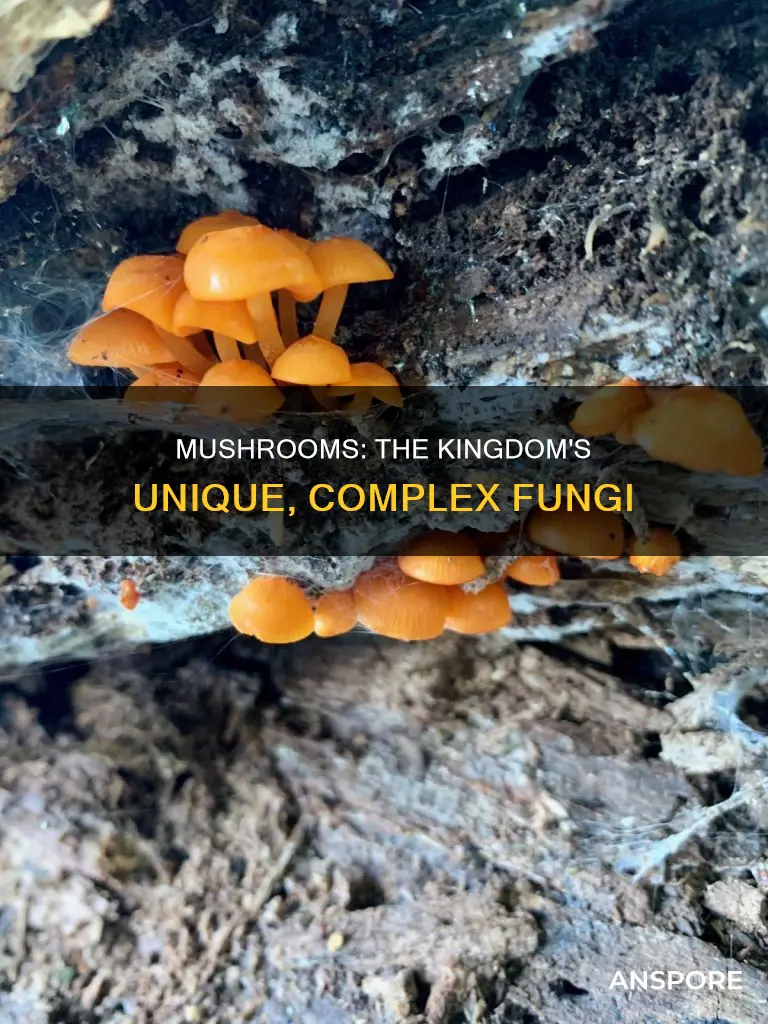 what kindom are mushrooms in