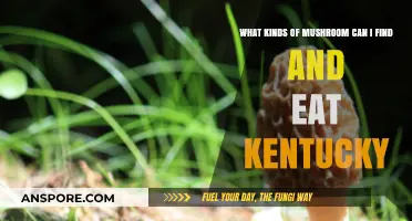 Kentucky's Edible Mushrooms: A Guide to Safe and Delicious Foraging Finds