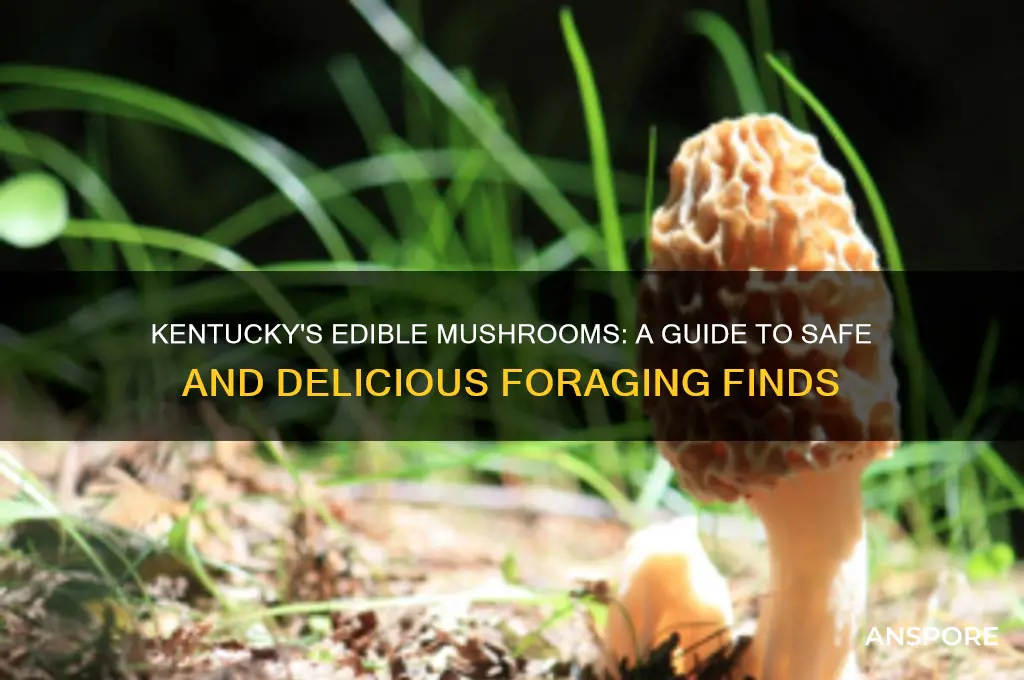 what kinds of mushroom can i find and eat kentucky