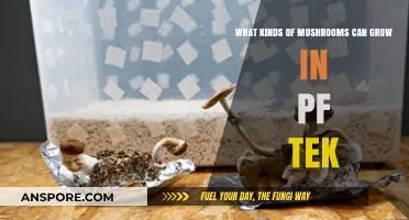 PF Tek Mushroom Varieties: Ideal Species for Successful Home Cultivation