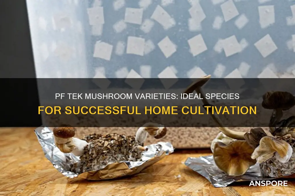 what kinds of mushrooms can grow in pf tek