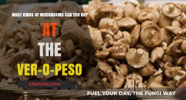 Discover Unique Mushrooms Available at Ver-o-Peso Market in Brazil