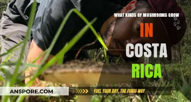 Exploring Costa Rica's Diverse Mushroom Species: A Tropical Fungal Journey