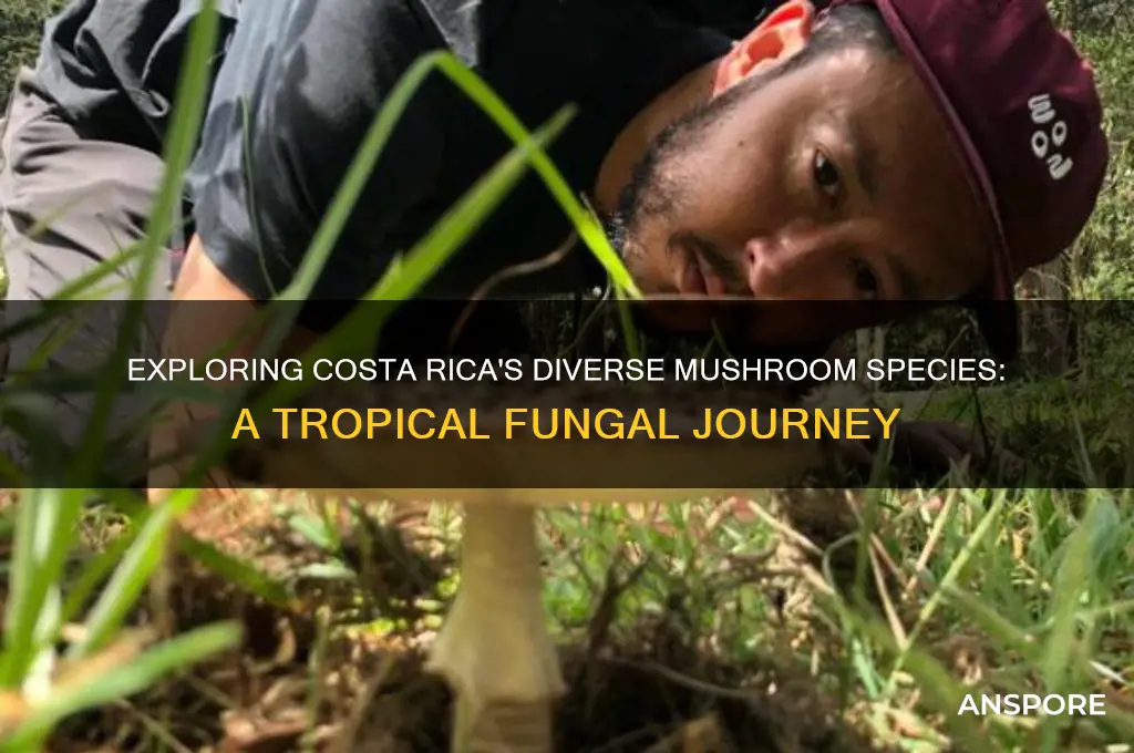 what kinds of mushrooms grow in costa rica