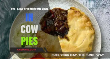 Cow Pie Fungi: Exploring Mushrooms That Thrive in Dung Patches