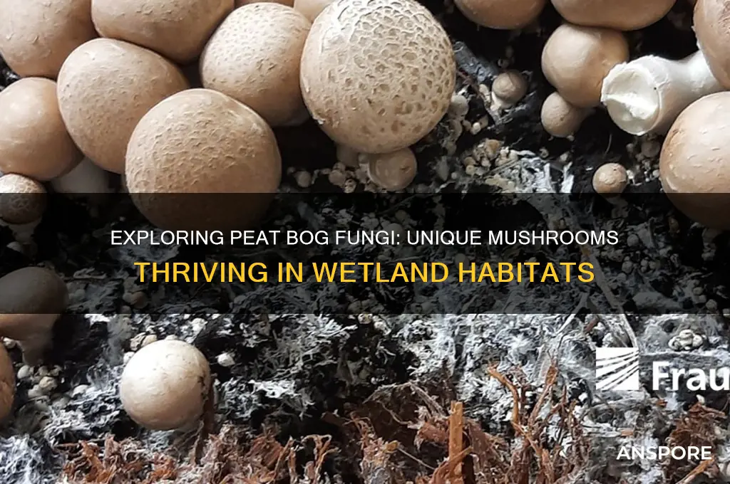 what kinds of mushrooms grow in peat bogs