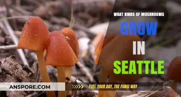 Exploring Seattle's Diverse Mushroom Varieties: A Forager's Guide