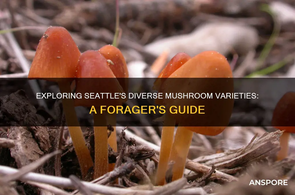 what kinds of mushrooms grow in seattle
