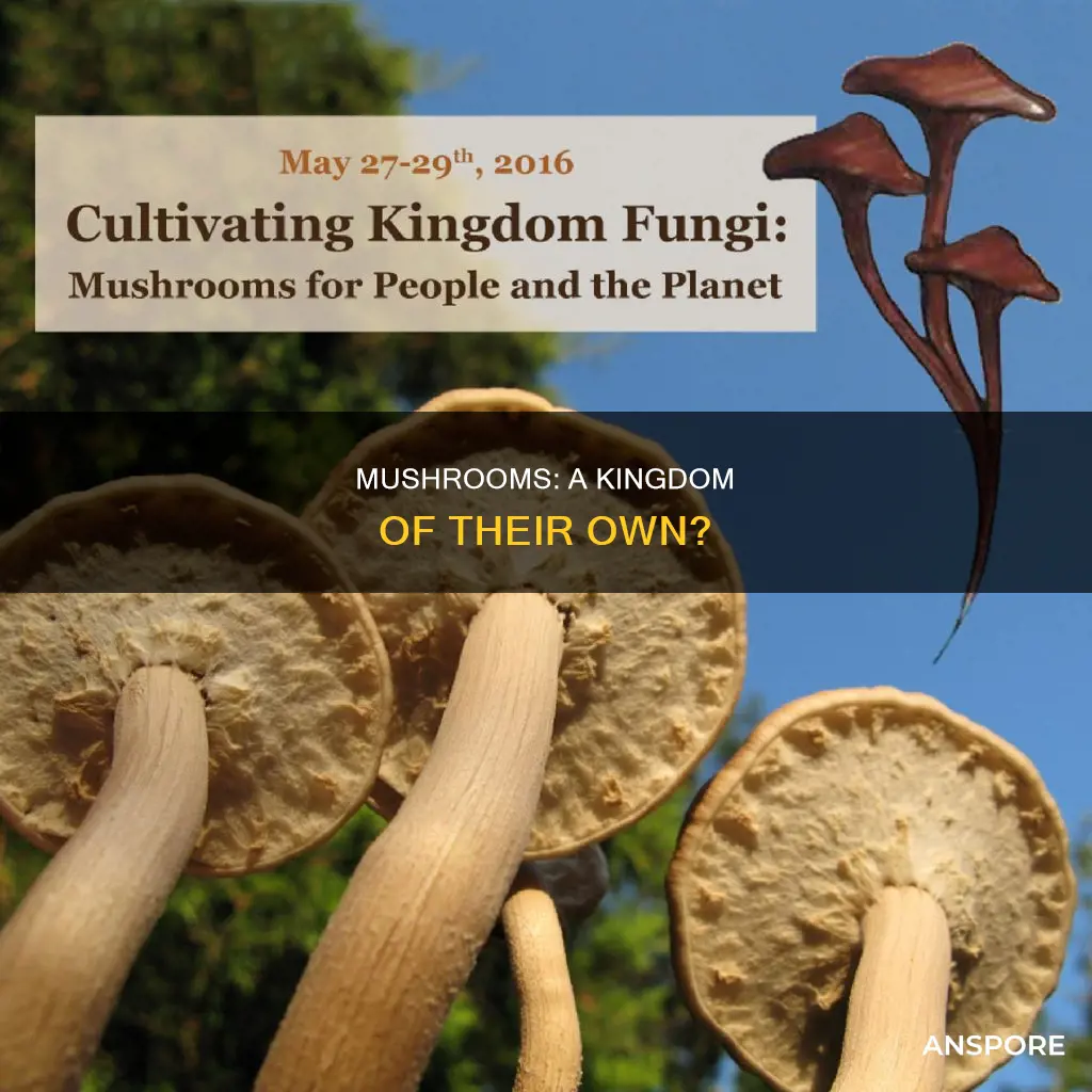 what kingdom are mushrooms classified