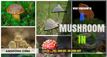 Unveiling the Kingdom: Where Do Mushrooms Truly Belong?